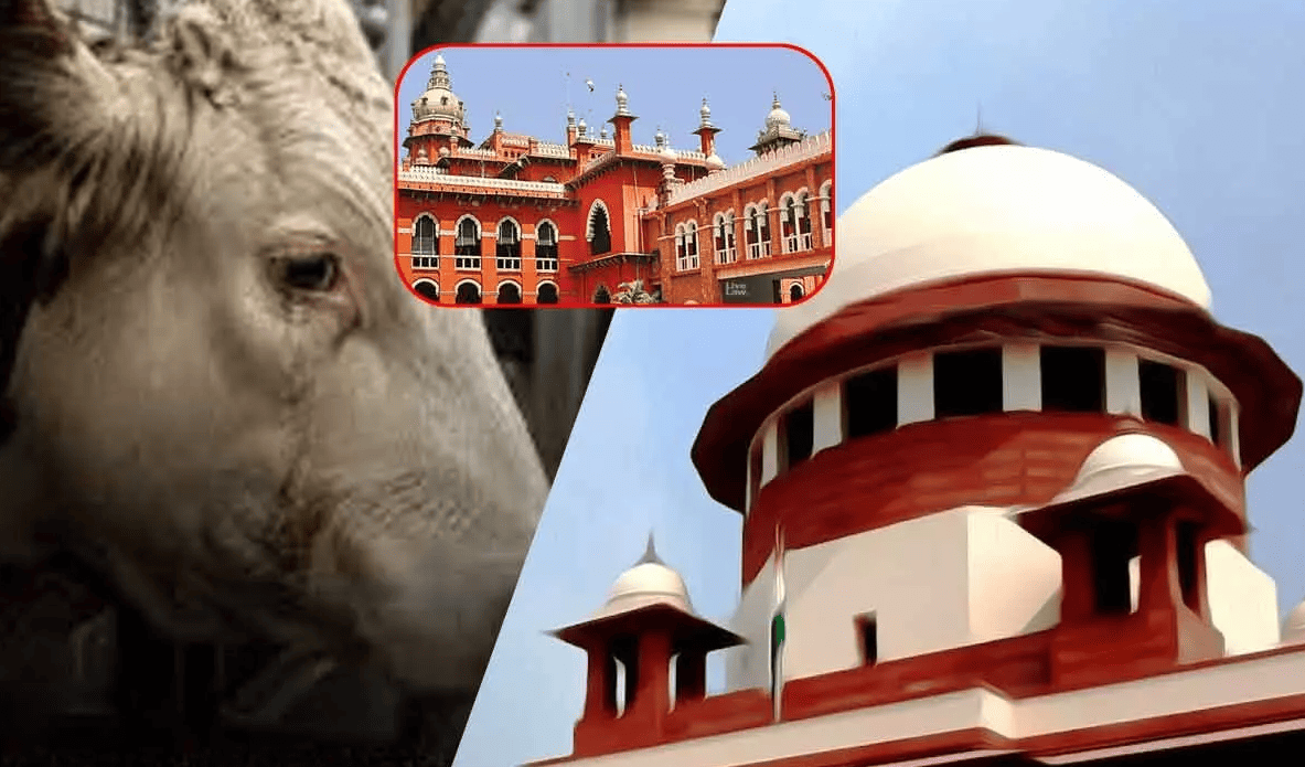 Supreme Court of India, Madras High Court, and a cow representing Tamil Nadu's legal challenge to the cow slaughter ban.