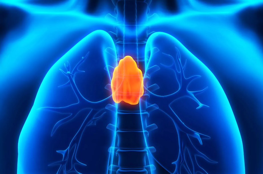 Illustration of the human thymus gland in the chest showing its role in T-cell development and immune system function, highlighting new research linking thymus health to longevity and disease risk.
