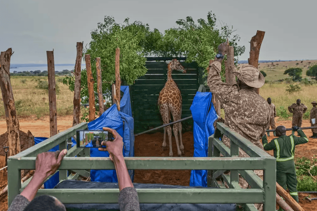 Endangered Nubian giraffe being relocated in a transport vehicle during Uganda wildlife conservation project at Ajai Wildlife Reserve.